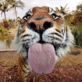 Tigers Tongue Schwamm
